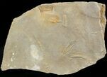 Cruziana (Fossil Trilobite Trackway) - Morocco #49199-1